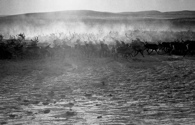 LAPONIE Transhumance des rennes a KAITUM en LAPONIE.Photographie de Roger PERRIN , 1955. Credit Photo PERRIN KHARBINE TAPABOR