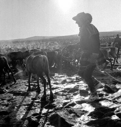 LAPONIE Transhumance des rennes a KAITUM en LAPONIE.Photographie de Roger PERRIN , 1955. Credit Photo PERRIN KHARBINE TAPABOR