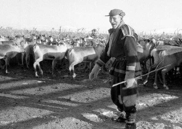 LAPONIE Transhumance des rennes a KAITUM en LAPONIE.Photographie de Roger PERRIN , 1955. Credit Photo PERRIN KHARBINE TAPABOR