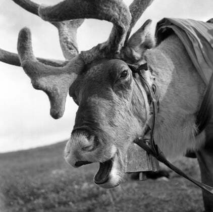 LAPONIE Un renne bate - Transhumance des rennes a KAITUM en LAPONIE.Photographie de Roger PERRIN , 1955. Credit Photo PERRIN KHARBINE TAPABOR
