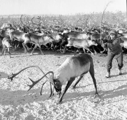 LAPONIE Transhumance des rennes a KAITUM en LAPONIE.Photographie de Roger PERRIN , 1955. Credit Photo PERRIN KHARBINE TAPABOR