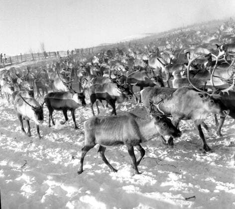 LAPONIE Transhumance des rennes a KAITUM en LAPONIE.Photographie de Roger PERRIN , 1955. Credit Photo PERRIN KHARBINE TAPABOR