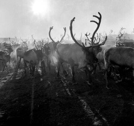 LAPONIE Transhumance des rennes a KAITUM en LAPONIE.Photographie de Roger PERRIN , 1955. Credit Photo PERRIN KHARBINE TAPABOR