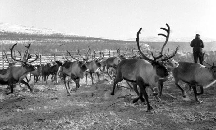 LAPONIE Transhumance des rennes a KAITUM en LAPONIE.Photographie de Roger PERRIN , 1955. Credit Photo PERRIN KHARBINE TAPABOR