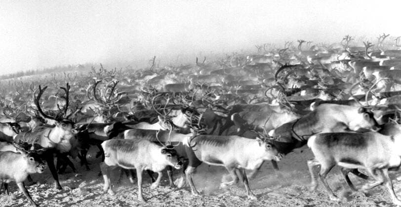 LAPONIE Transhumance des rennes a KAITUM en LAPONIE.Photographie de Roger PERRIN , 1955. Credit Photo PERRIN KHARBINE TAPABOR