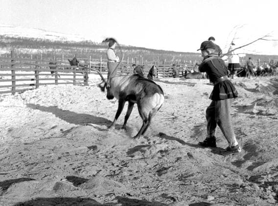 LAPONIE Transhumance des rennes a KAITUM en LAPONIE.Photographie de Roger PERRIN , 1955. Credit Photo PERRIN KHARBINE TAPABOR