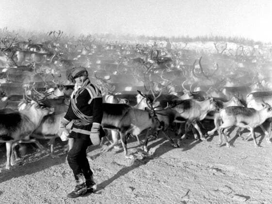 LAPONIE Transhumance des rennes a KAITUM en LAPONIE.Photographie de Roger PERRIN , 1955. Credit Photo PERRIN KHARBINE TAPABOR