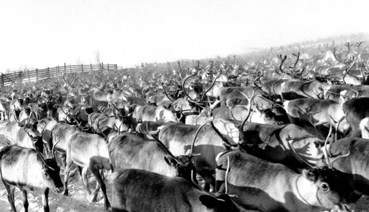 LAPONIE Transhumance des rennes a KAITUM en LAPONIE.Photographie de Roger PERRIN , 1955. Credit Photo PERRIN KHARBINE TAPABOR