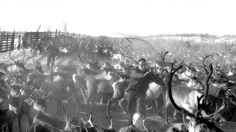 LAPONIE Transhumance des rennes a KAITUM en LAPONIE.Photographie de Roger PERRIN , 1955. Credit Photo PERRIN KHARBINE TAPABOR