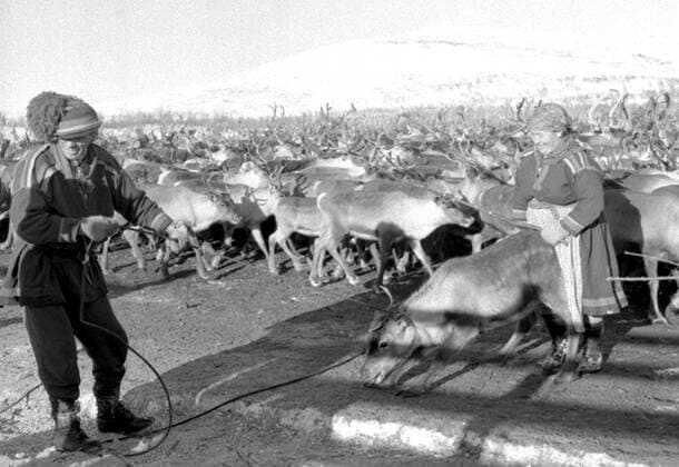 LAPONIE Transhumance des rennes a KAITUM en LAPONIE.Photographie de Roger PERRIN , 1955. Credit Photo PERRIN KHARBINE TAPABOR