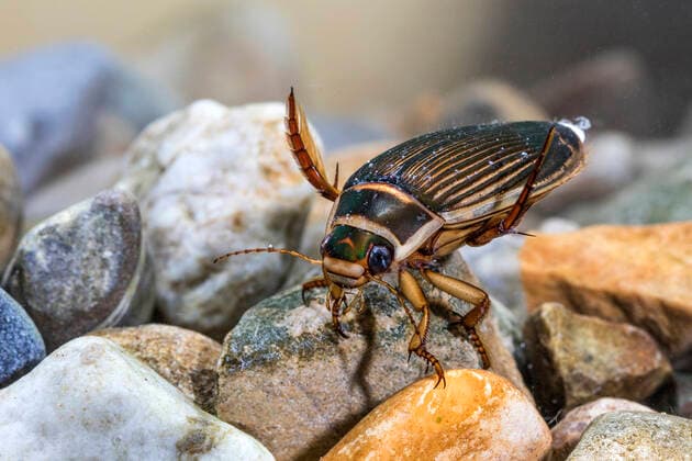 Gelbrandkäfer (Dytiscus marginalis) Weibchen McPRMÜ *** Gelbrandkäfer Dytiscus marginalis female McPRMÜ McPRMÜ