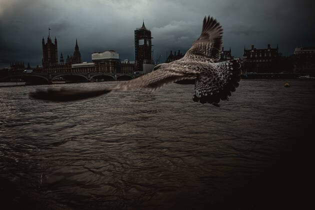 Bilder des Jahres 2019, News 12 Dezember December 11, 2019, London, United Kingdom: A seagull flies in front of Big Ben and the Houses of Parliament on the eve of Britain s third general elections since 2015, trying to put an end on disagreements over the country s departure from the EU. London United Kingdom - ZUMAo105 20191211_zap_o105_057 Copyright: xMatthiasxOesterlex