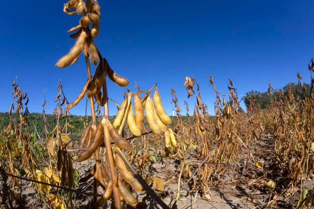 IMAGO Nature: Unsere Erde, Klimawandel, Ernährung, Pflanzen der Zukunft, Soja Reife Sojabohnen, Feld *** Ripe soybeans, field  1065518663