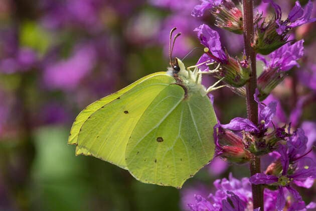 Zitronenfalter, Zitronen-Falter (Gonepteryx rhamni), Maennchen an Blut-Weiderich, Deutschland brimstone (Gonepteryx rhamni), male on purple loosestrife, Germany BLWS600042 Copyright: xblickwinkel F.xHeckerx