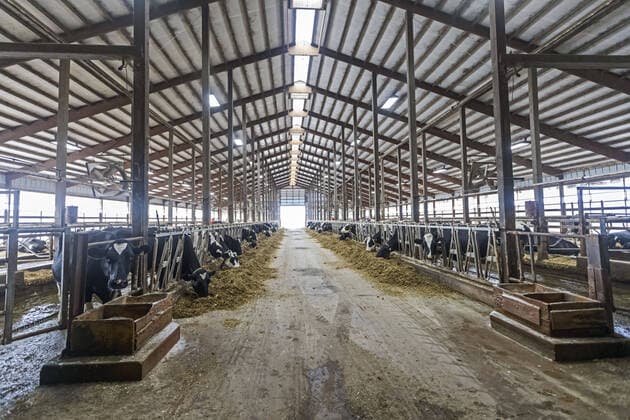 November 4, 2019, Omro, Wisconsin, USA: Omro, Wisconsin - The cattle barn at Knigge Farms, a dairy farm with automated milking machines. Omro USA - ZUMAw66_ 20191104_zaf_w66_021 Copyright: xJimxWestx