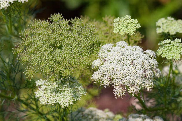 Echter Ammei, Zahnstocher-Ammei, Zahnstocherkraut, Khella, Bischofskraut, Echte Knorpelmoehre (Ammi visnaga, Daucus visnaga), bluehend, Italien, Sardinien Pick Tooth, Bisnaga, Toothpickweed, Khella (Ammi visnaga, Daucus visnaga), blooming, Italy, Sardegna BLWS600782 Copyright: xblickwinkel M.xKuehnx