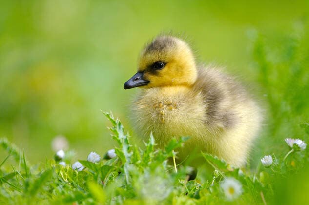 Kanadagans, Kanada-Gans (Branta canadensis), Goessel auf einer bluehenden Wiese, Deutschland, NRW Canada goose (Branta canadensis), gosling in a blooming meadow, Germany, North Rhine-Westphalia BLWS600753 Copyright: xblickwinkel C.xWermterx