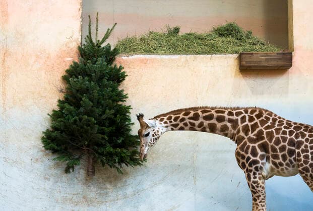 Nubian giraffe (Giraffa Camelopardalis Linnaeus) is feeding with an unsold Christmas tree in the Prague Zoo, Czech Republic, on December 28, 2019. (CTKxPhoto KaterinaxSulova) CTKPhotoP201912280232601  suk1