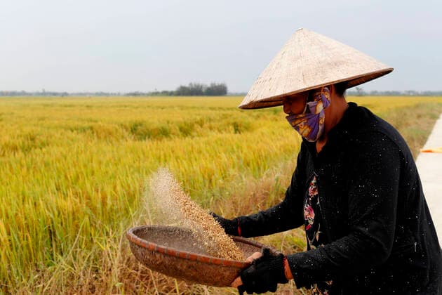 Woman winnowing rice, Hoi An, Vietnam, Indochina, Southeast Asia, Asia Copyright: Godong 809-7873 Editorial Use Only