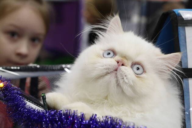 Bilder des Jahres 2020, Entertainment 01 Januar Entertainment Bilder des Tages MOSCOW, RUSSIA - JANUARY 4, 2020: A Himalayan cat at the KoShariki-Show cat show at the Sokolniki Exhibition and Convention Center. Over 25 rare cat breeds are on display at the exhibition held by the Valensiya feline club. Stanislav Krasilnikov TASS  TS0C9616