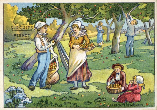 CUEILLETTE annees 1900 La recolte des pommes . Illustration anonyme pour un chromo publicitaire edite par les biscuits PERNOT, vers 1900. Credit : Collection IM KHARBINE-TAPABOR *** CUEILLETTE annees 1900 La recolte des pommes Anonymous illustration for a chromo advertising published by PERNOT biscuits, circa 1900 Credit Collection IM KHARBINE TAPABOR  KH191801