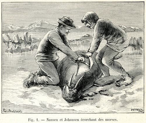 EXPEDITION POLAIRE XIXeme s. Nansen et Johansen ecorchant des morses . Expedition de Nansen a l Archipel Francois-Joseph. Illustration par Massias tiree de la revue La Nature du 16 janvier 1897. Credit : Collection KHARBINE-TAPABOR. *** POLAR EXPEDITION XIXth c Nansen and Johansen flaying walruses Expedition of Nansen to the Archipelago Francois Joseph Illustration by Massias from the magazine La Nature of January 16, 1897 Credit Collection KHARBINE TAPABOR  KH247959