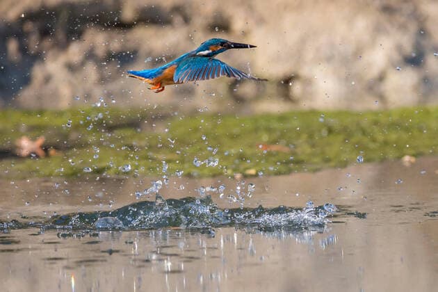 Creative Highlights World Eisvogel (Alcedo atthis), startet aus dem Wasser, Deutschland, Bayern, Niederbayern river kingfisher (Alcedo atthis), taking off out of the water, Germany, Bavaria, Niederbayern, Lower Bavaria BLWS601154 Copyright: xblickwinkel R.xSturmx