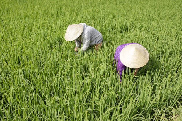 Bauerinnen nutzen verbesserte und wasserschonende Anbaumethoden. Baeuerinnen auf einem Reisfeld in Vinh Hung Vietnam, 07.11.2019 Vinh Hung Vietnam