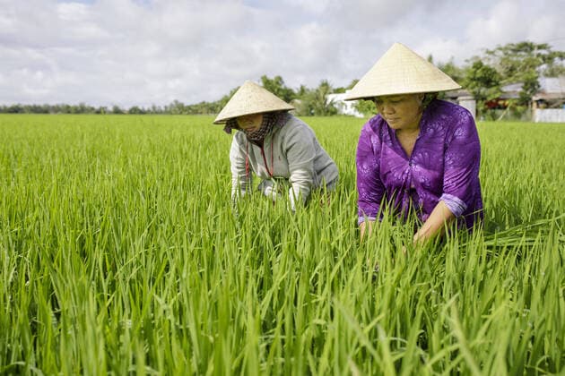 Baeuerinnen auf einem Reisfeld in Vinh Hung Vietnam, 07.11.2019 Vinh Hung Vietnam