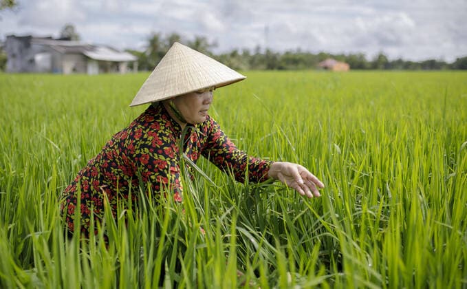 Nguyen Hong My , eine Baeuerin auf einem Reisfeld in Vinh Hung Vietnam, 07.11.2019 Vinh Hung Vietnam