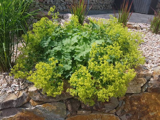 Frauenmantel, Alchemilla xanthochlora, ist ein schoener Bodendecker mit gruenen Blueten. Sie ist eine wichtige Heilpflanze und wird in der Medizin verwendet. Lady s Mantle, Alchemilla xanthochlora, is a beautiful ground cover with green flowers. It is an important medicinal plant and is used in medicine. Lady s mantle, Alchemilla, mollis *** Lady s mantle, Alchemilla xanthochlora, is a beautiful ground cover with green flowers It is an important medicinal plant and is used in medicine Lady s mantle, Alchemilla xanthochlora, is a beautiful ground cover with green flowers It is an important medicinal plant and is used in medicine Lady s mantle, Alchemilla, mollis