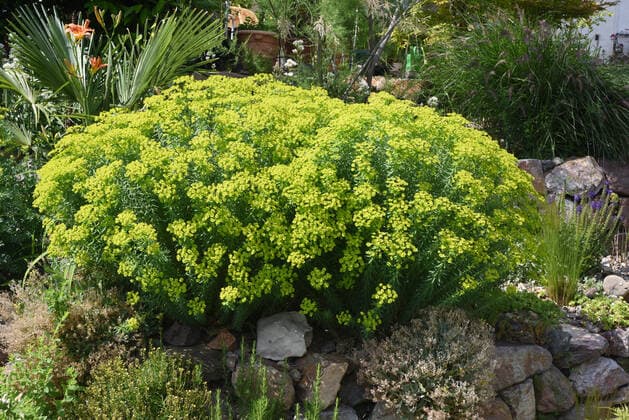 Steppen-wolfsmilch, Euphorbia seguieriana, ist eine Steingartenpflanze mit gelbgruenen Blueten. Steppe spurge, Euphorbia seguieriana, is a rock garden plant with yellow-green flowers. Steppes spurge, Euphorbia, seguieriana *** Steppes wolf milk, Euphorbia seguieriana, is a rock garden plant with yellow green flowers Steppes spurge, Euphorbia seguieriana, is a rock garden plant with yellow green flowers Steppes spurge, Euphorbia, seguieriana