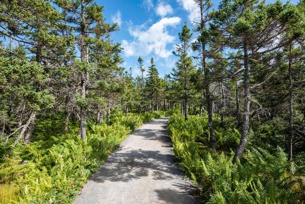 Borealer Nadelwald, Skyline Trail Rundweg, Cape Breton Highlands Nationalpark, Nova Scotia, Kanada, Nordamerika Copyright: imageBROKER/MarkusxKeller ibxmkl05089073.jpg