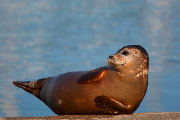 Seehund, See-Hund (Phoca vitulina), sonnt sich, Belgien, Westflandern harbor seal, common seal (Phoca vitulina), sunbaths, Belgium, West Flanders BLWS601724 Copyright: xblickwinkel W.xPattynx