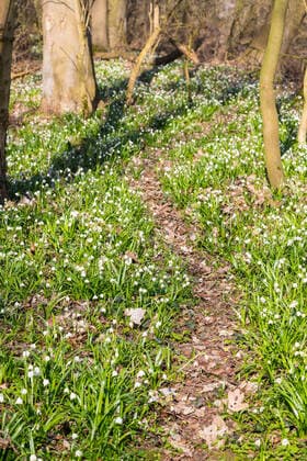 Märzenbecher (Leucojum vernum) am Waldboden im Schlosspark Jahnishausen, Riesa, Sachsen, Deutschland *** Märzenbecher Leucojum vernum on the forest floor in the castle park Jahnishausen, Riesa, Saxony, Germany