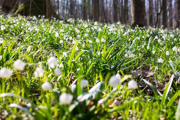 Märzenbecher (Leucojum vernum) blühen im Wald von Petzschwitz, Lommatzsch, Sachsen, Deutschland *** Märzenbecher Leucojum vernum bloom in the forest of Petzschwitz, Lommatzsch, Saxony, Germany