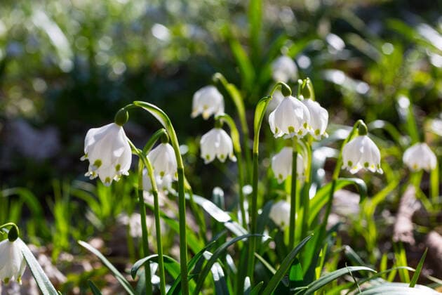 Märzenbecher (Leucojum vernum) blühen im Wald von Petzschwitz, Lommatzsch, Sachsen, Deutschland *** Märzenbecher Leucojum vernum bloom in the forest of Petzschwitz, Lommatzsch, Saxony, Germany