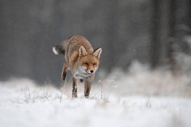  Rotfuchs (Vulpes vulpes) im Winter, laufend bei Schneefall, Eifel, Rheinland-Pfalz, Deutschland, Europa *** Red fox Vulpes vulpes in winter, running during snowfall, Eifel, Rhineland Palatinate, Germany, Europe Copyright: imageBROKER/HorstxJegen ibxhje05092434.jpg