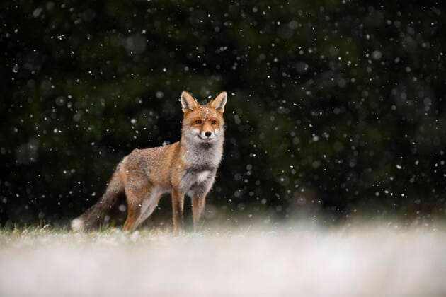 Rotfuchs (Vulpes vulpes) bei Schneefall, Eifel, Rheinland-Pfalz, Deutschland, Europa Copyright: imageBROKER/HorstxJegen ibxhje05092555.jpg
