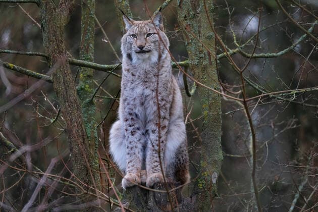 u.B.z. Nordluchs in verschiedenen Aktionen. Luchs *** u e.g. Northern lynx in various actions Lynx
