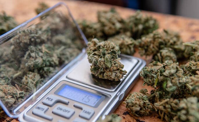 big marijuana bud in mans hand in details. Strong cannabis strai Spain, Barcelona CR_KIVA191117-242539-01