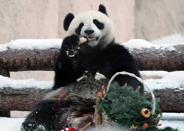 Bilder des Jahres 2020, Entertainment 01 Januar Entertainment Themen der Woche KW04 Entertainment Bilder des Tages MOSCOW, RUSSIA - JANUARY 23, 2020: Female giant panda Ding Ding, the winner of the Favorite Panda outside of China prize, enjoys a treat at the Chinese Fauna Pavilion of the Moscow Zoo. The Moscow Zoo won three prizes of the 2019 Giant Panda Global Awards, those are gold for the Panda Moment of the Year, silver for the Panda Personality of the Year, and bronze for the Favorite Panda outside of China. Vyacheslav Prokofyev TASS  TS0CB514