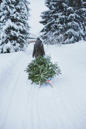 Back view of woman transporting fir tree on sledge to the compost after Christmas, Jochberg, Austria model released Symbolfoto  PSIF00346
