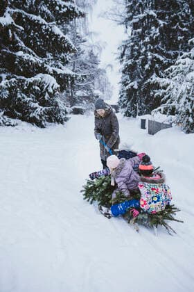 Woman pulling fir tree and three children on sledge, Jochberg, Austria model released Symbolfoto  PSIF00350