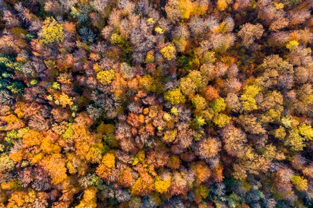 Germany, Baden Wurttemberg, Rems-Murr-Kreis, Aerial view of forest in Autumn  STSF02379