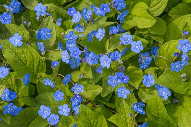Großblättrige Kaukasusvergissmeinnicht (Brunnera macrophylla) ¢ Baden-Württemberg, Deutschland McPTHI *** Large-leaved Caucasian forget-me-not Brunnera macrophylla ¢ Baden Württemberg, Germany McPTHI McPTHI