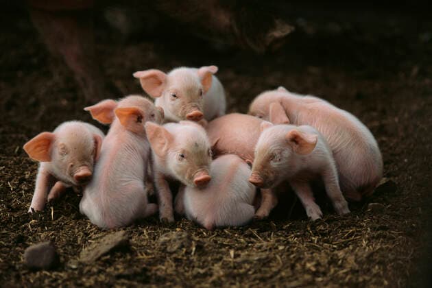 Piglets Sitting Together  Copyright: xHorstxKlemm xGreatstockx A-180-0001G