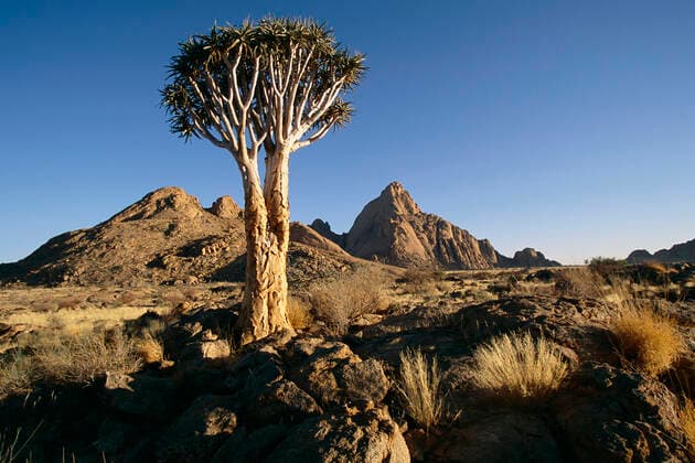Quiver Tree Spitzkoppe, Namibia, Africa  Copyright: xHorstxKlemm xGreatstockx AF-283-0049G
