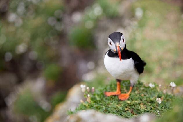 Puffin on a cliff with flowers  Copyright: xAdamxBannister xGreatstockx B-169-0002G