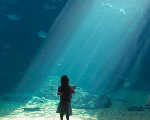 Child looking at fish, aquarium, uShaka Marine World theme park, Durban, Natal  Copyright: xDavidxBraun xGreatstockx KZ-024-0021G